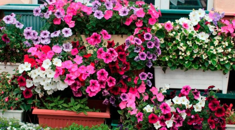 Flores ornamentais - Klicando